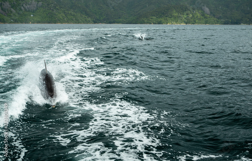 Bottlenose Dolphin emerges from sea in Marlborough Sounds New Zealand