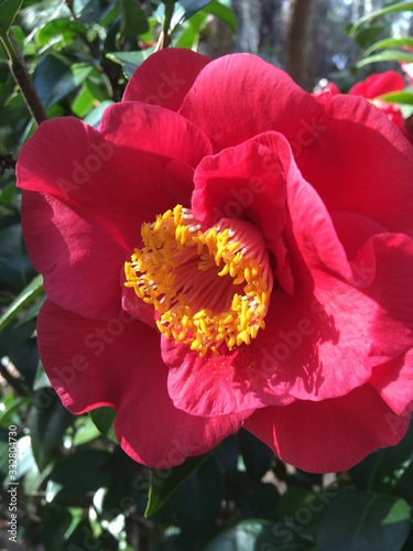 red flower in garden