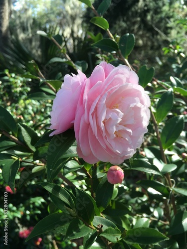 pink rose in the garden
