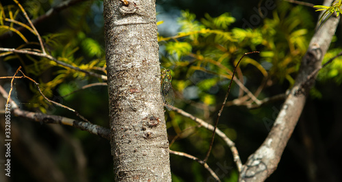 Quadro em tela Cicada on tree at Queen Charlotte track in Marlborough Sounds New Zealand