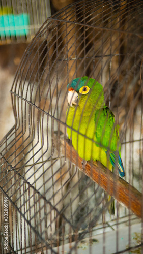 Single Close up of a Bright Green and Yellow Parakeets in Street Market in Mexico photo