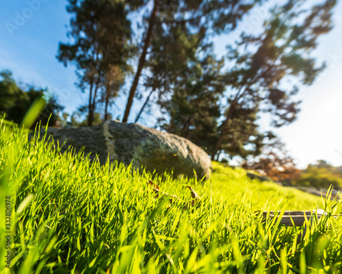 Low View of Grass and Trees
