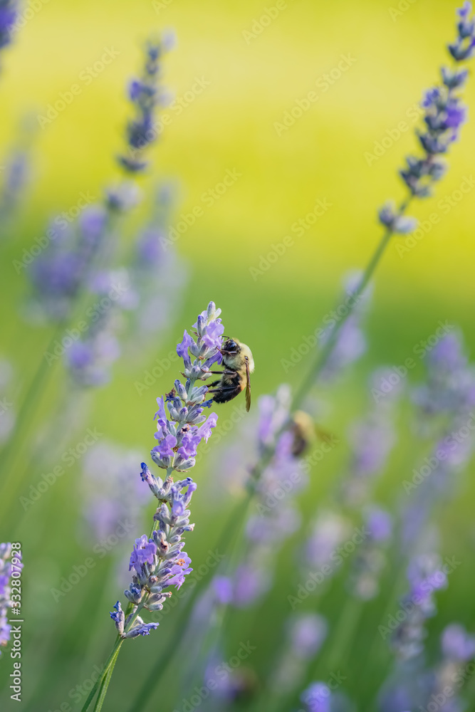 Bee on Lavender Plant Bee on Lavender Plant