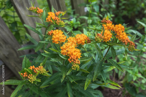 Fototapeta Naklejka Na Ścianę i Meble -  Butterfly Weed in a Home Garden