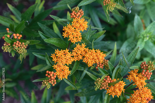 Butterfly Weed in a Home Garden photo