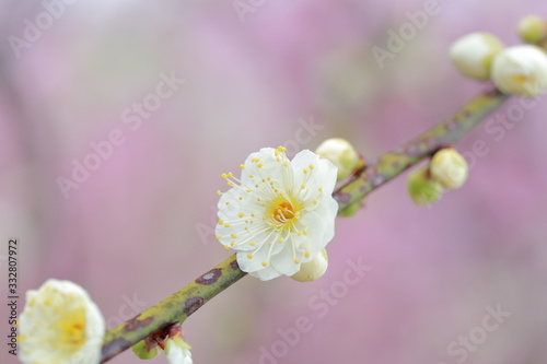 梅の花