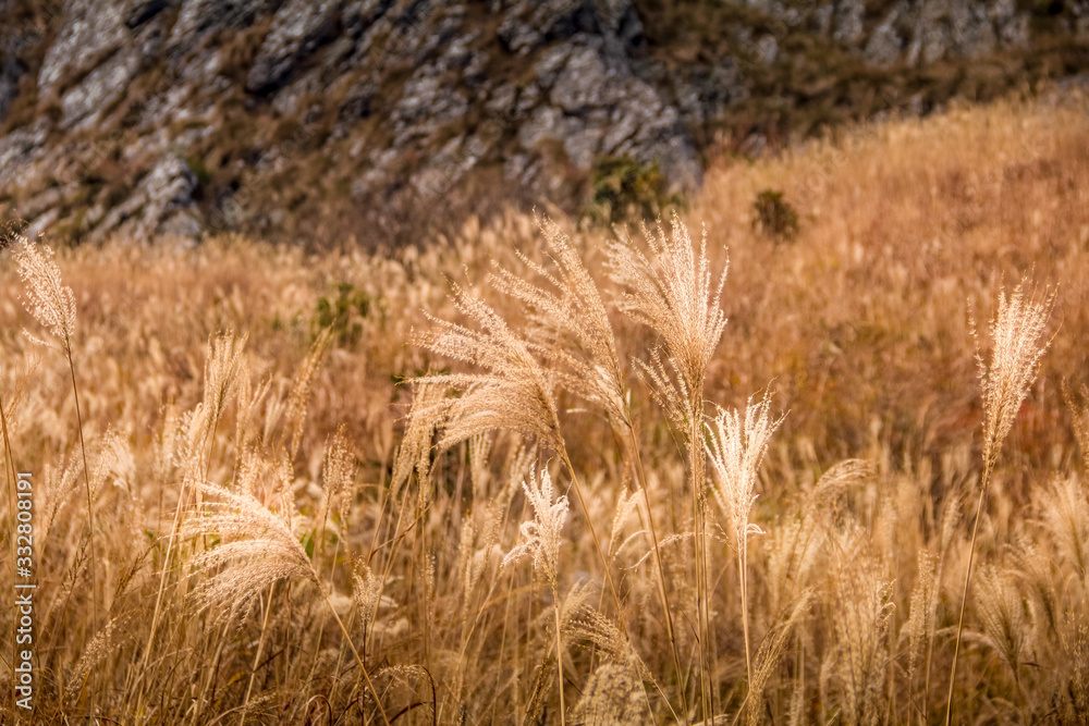 field of wheat field of wheat