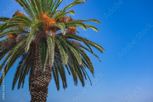 Palm Tree in San Diego  California