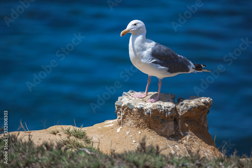 Seagull in La Jolla, San Diego