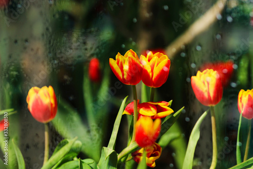 Tulips in bloom in the park