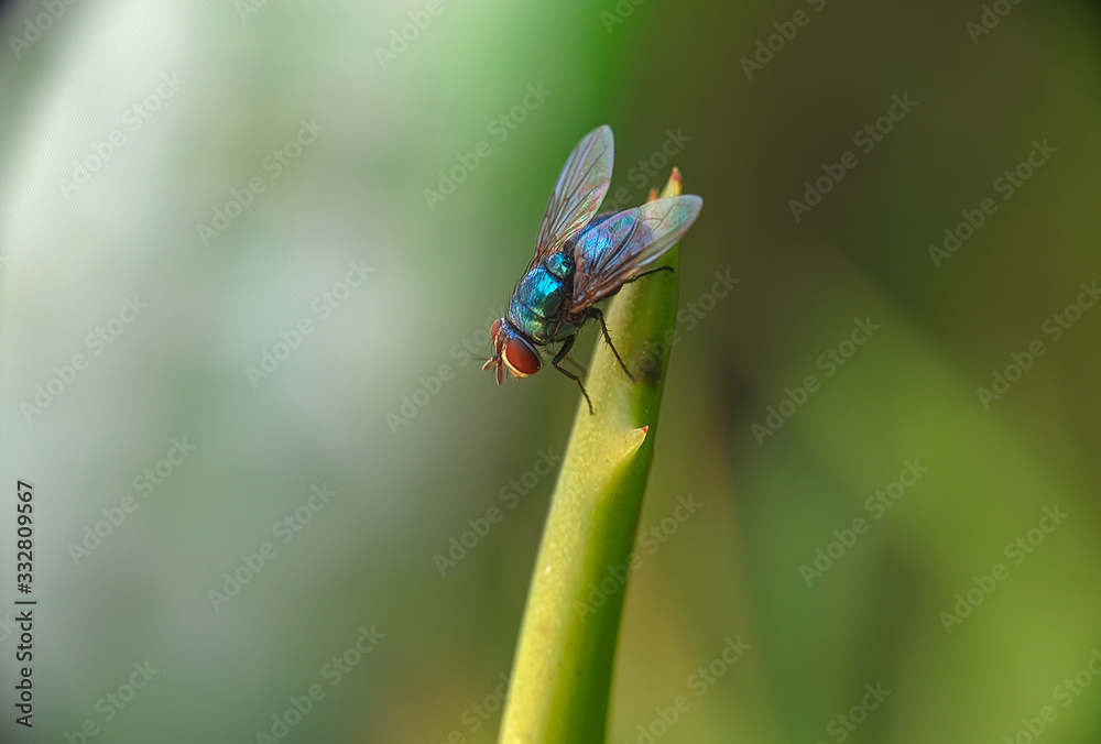 Oriental Latrine Fly - Green flies, close up details of flies Oriental Latrine Fly - Green flies, close up details of flies