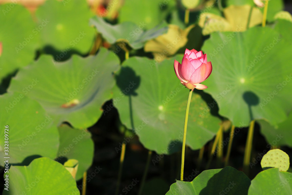 The lotus blooms in the pond