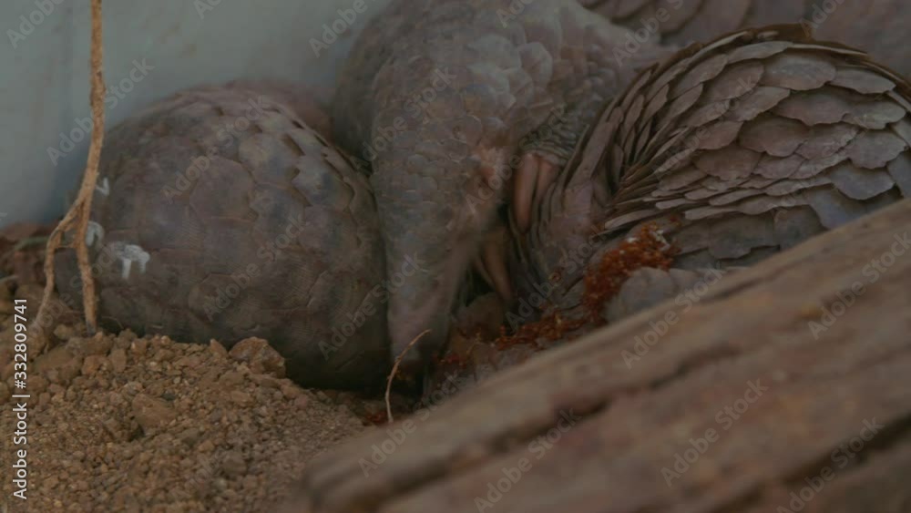 Pangolins seized from smugglers by Thai wildlife officials being kept at a sanctuary, before release back into the forest. The animals are in high demand in China where they're used to make medicines. Pangolins seized from smugglers by Thai wildlife officials being kept at a sanctuary, before release back into the forest. The animals are in high demand in China where they're used to make medicines.