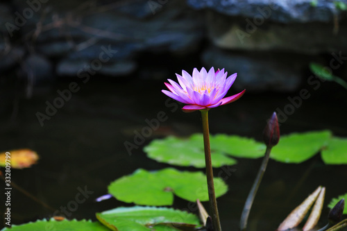 The lotus blooms in the pond