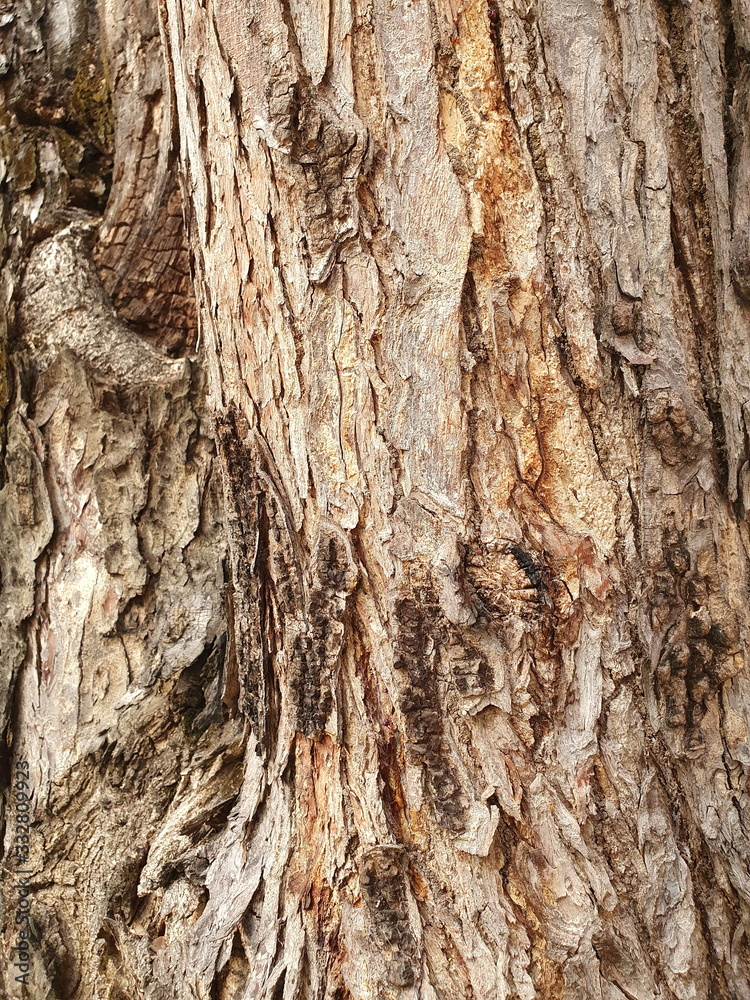 Wood Background.Seamless bark tree texture. Background texture of tree bark. Skin the bark of a tree that traces cracking. Wood Background.Seamless bark tree texture. Background texture of tree bark. Skin the bark of a tree that traces cracking.