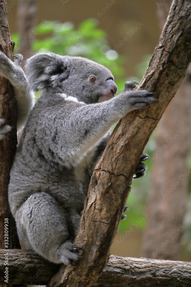 Naklejka premium コアラ