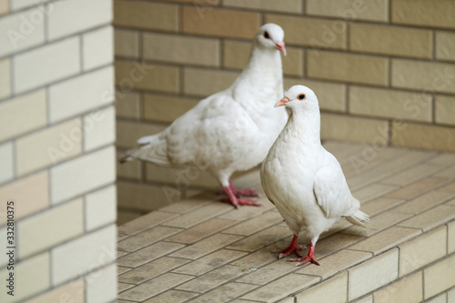 Two pigeons next to each other
