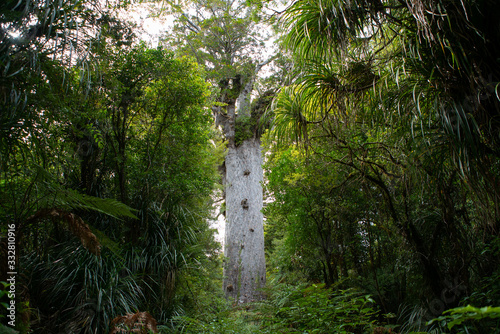 Tāne Mahuta kauri tree in New Zealand photo