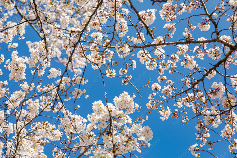 桜の花と青空