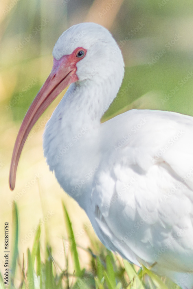 White Ibis on grass during sunny day White Ibis on grass during sunny day