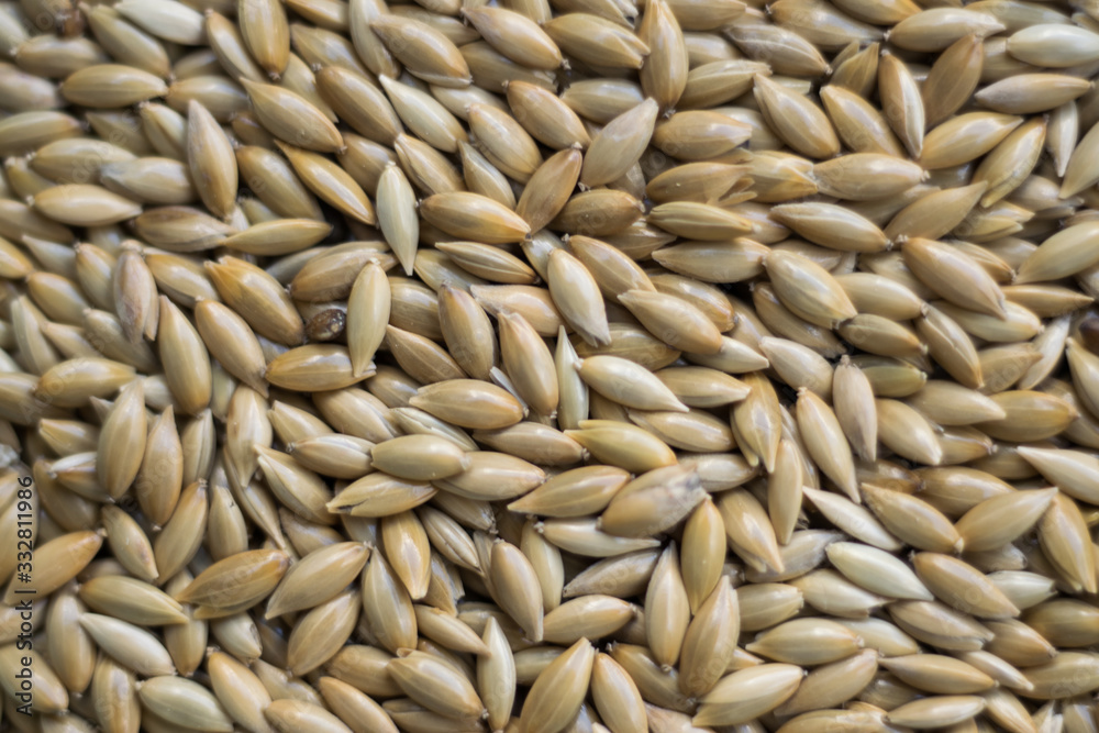sunflower seeds background sunflower seeds background