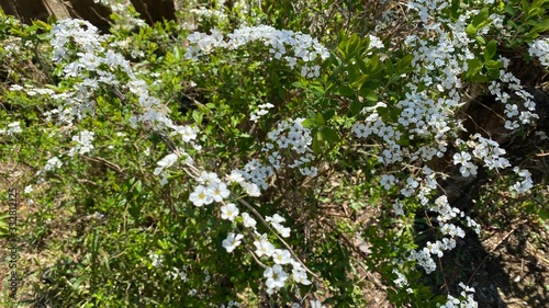 春の白い花。春の庭の光景。日本の四季