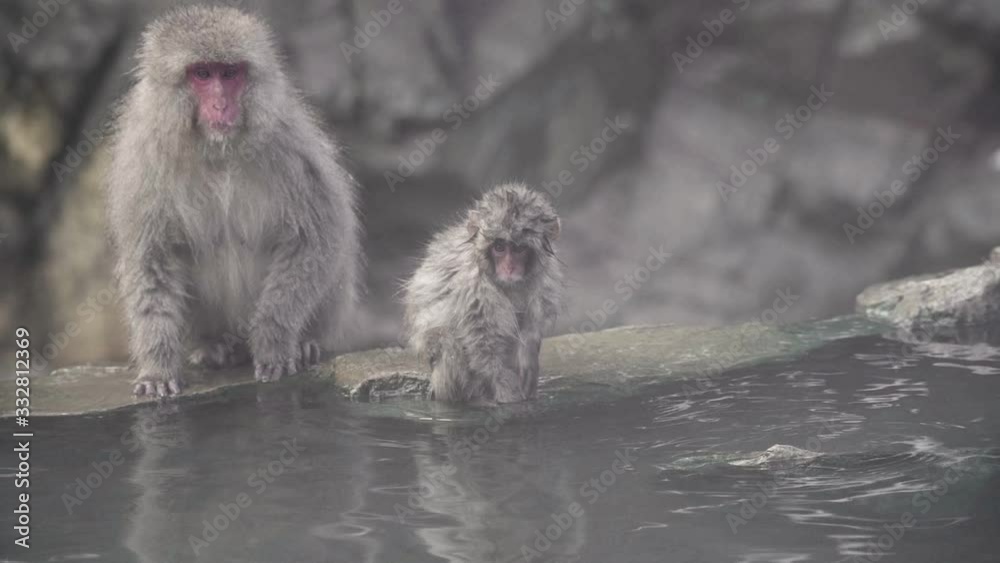 A mother and baby Japanese macaque 'snow monkey' sitting on the edge of the onsen hot spring in Nagano, Japan.