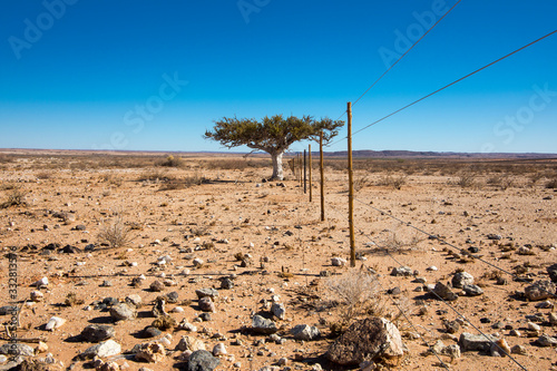 A lone tree standing next to a barbed wire fence near the drought stricken Northern Cape town of Kenhardt. photo