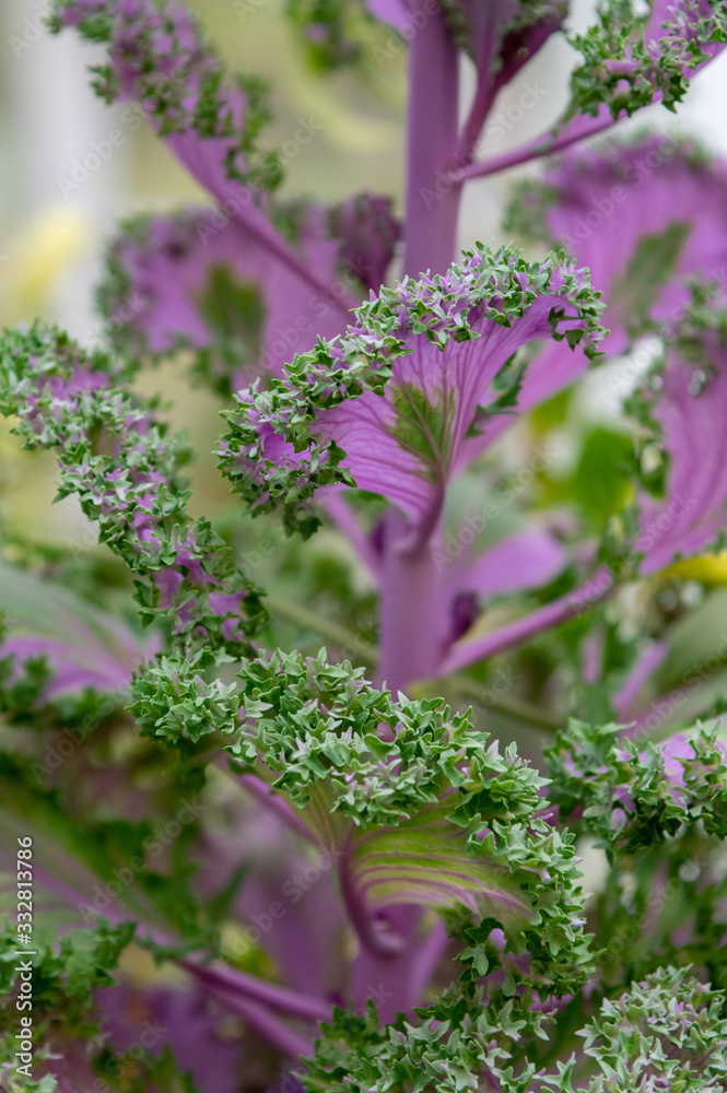 Obraz premium Ornamental Kale Plant