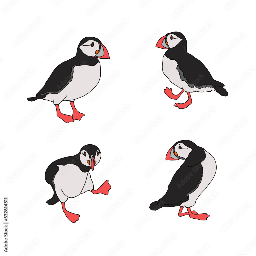 Obraz premium Vector illustration of the Atlantic puffin. Set of funny Northern birds isolated on a white background in cartoon style . For banners, textiles, website design, web pages and children's design.