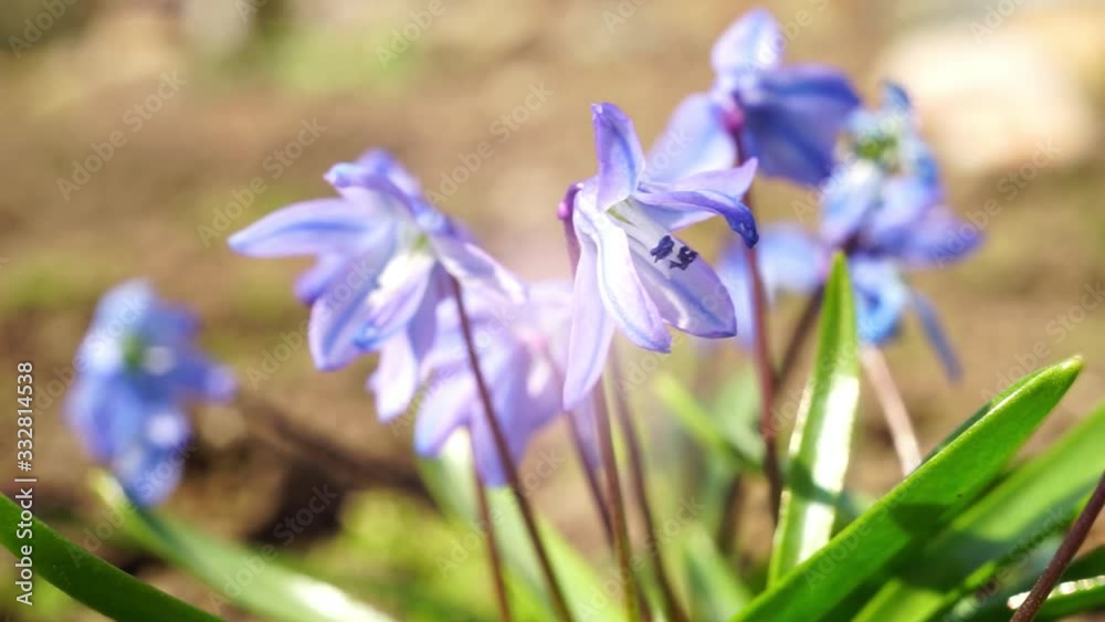 Bluebell flowers grows in the garden. Side view Bluebell flowers grows in the garden. Side view