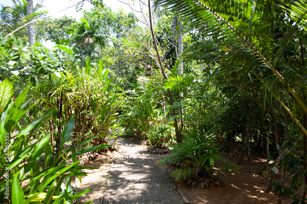 Obraz premium Walkway through the jungle in Sri Lanka.