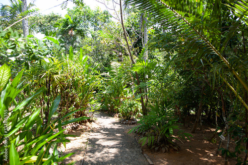 Walkway through the jungle in Sri Lanka. © Oleg