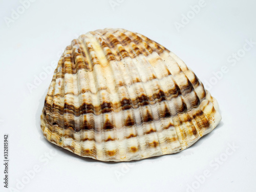 Rough brown shell of cockle isolated on white