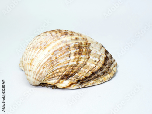 Corrugated shellfish shell. Half shell of cockle