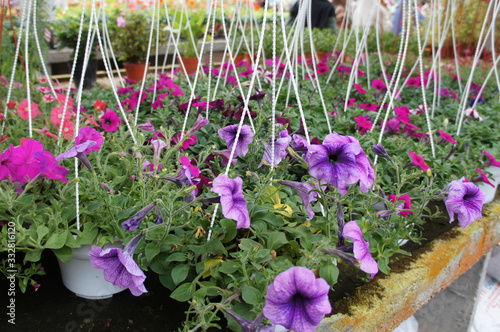 Petunia flowers are planted in pots for sale. The vase can hang and make these flowers a beautiful ornament.