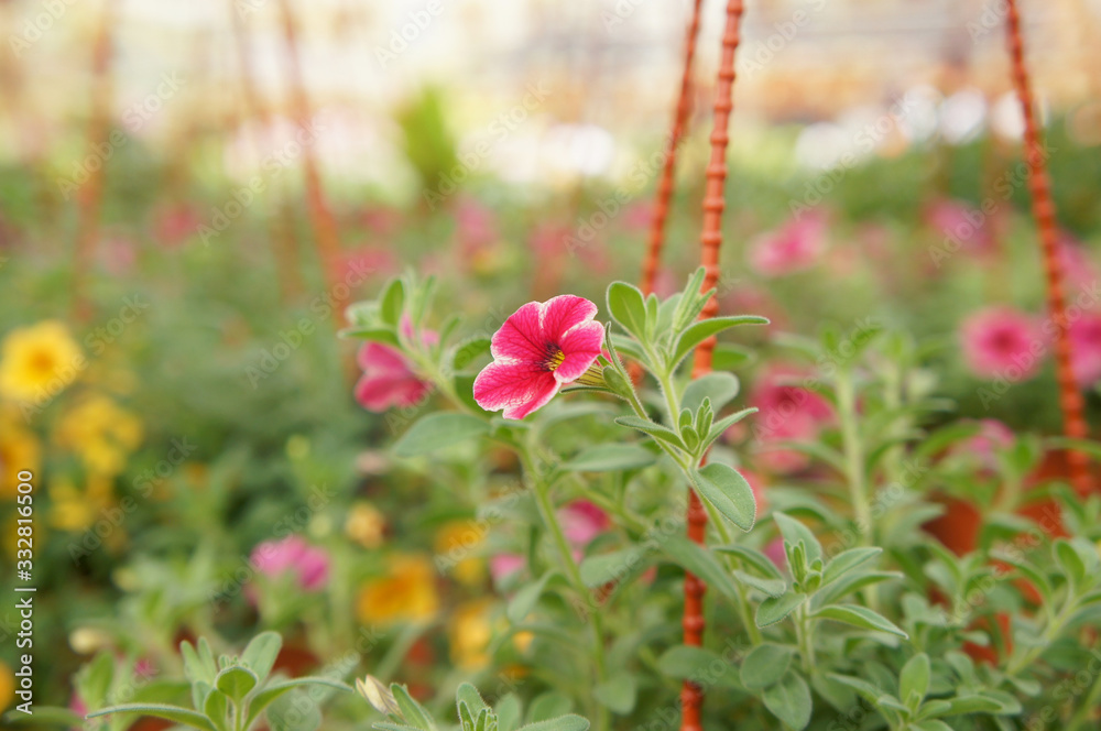 Petunia flowers are planted in pots for sale. The vase can hang and make these flowers a beautiful ornament. Petunia flowers are planted in pots for sale. The vase can hang and make these flowers a beautiful ornament.