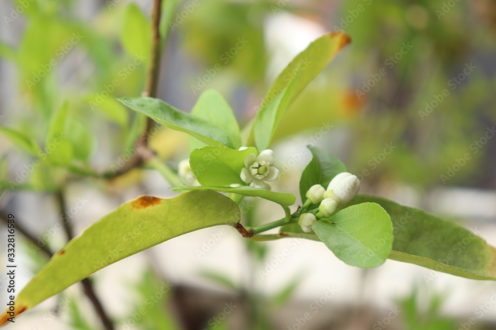Sisilian lemon tree has several white blossoms on apartment balcony. Sisilian lemon tree has several white blossoms on apartment balcony.