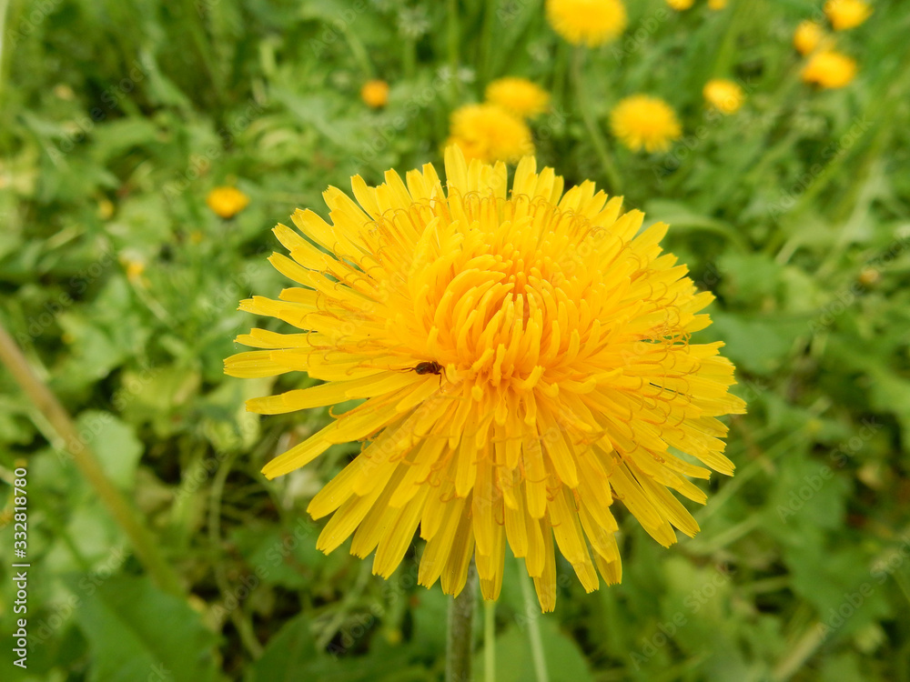 Close-up yellow bright spring dandelion close-up on a blurry background Close-up yellow bright spring dandelion close-up on a blurry background