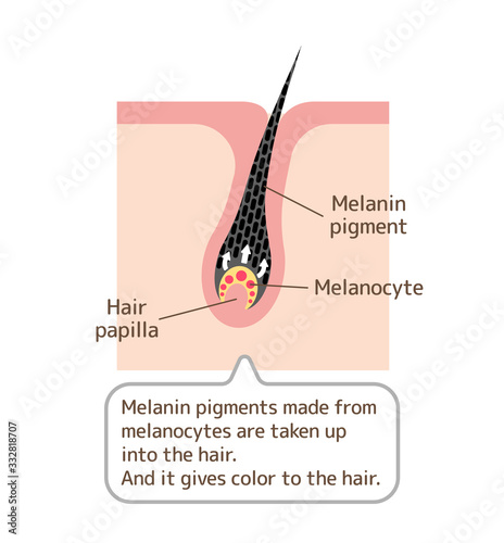 Mechanism of pigmented hair vector illustration