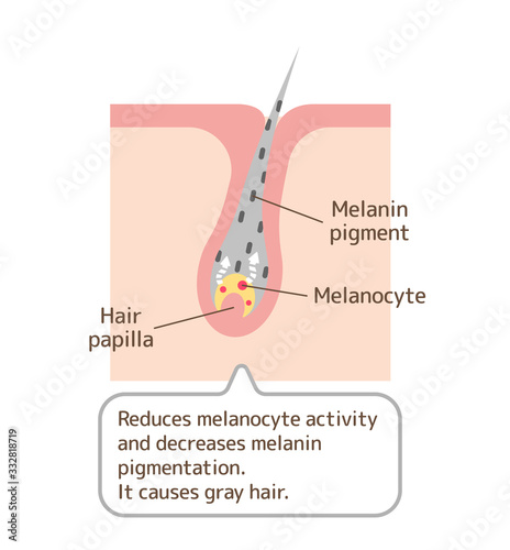 Mechanism of gray hair vector illustration