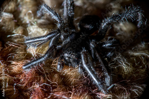 black spider macro