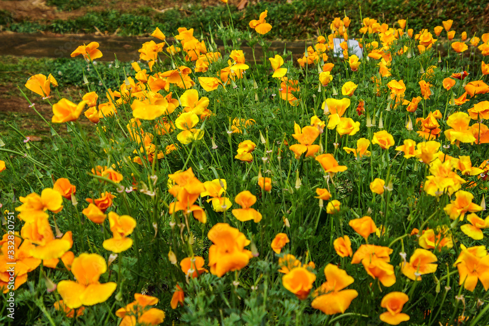 yellow poppies in the garden yellow poppies in the garden