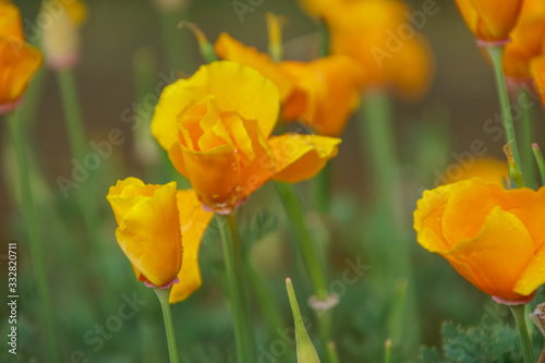 yellow poppies in the garden