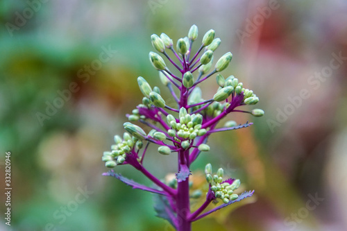 Close up of purple cabbage 