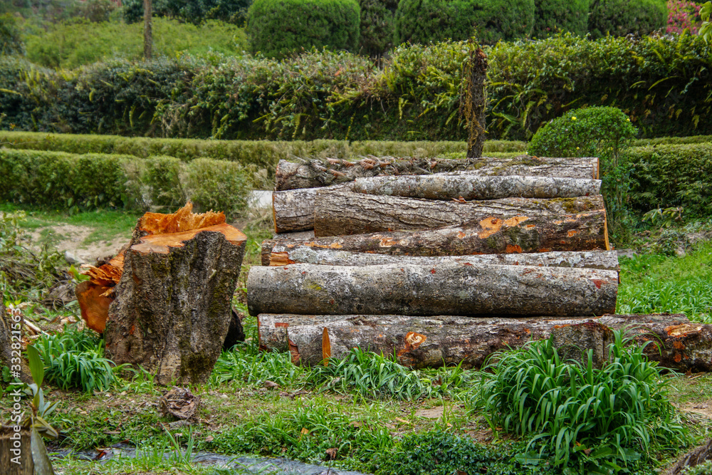 logs in the forest logs in the forest