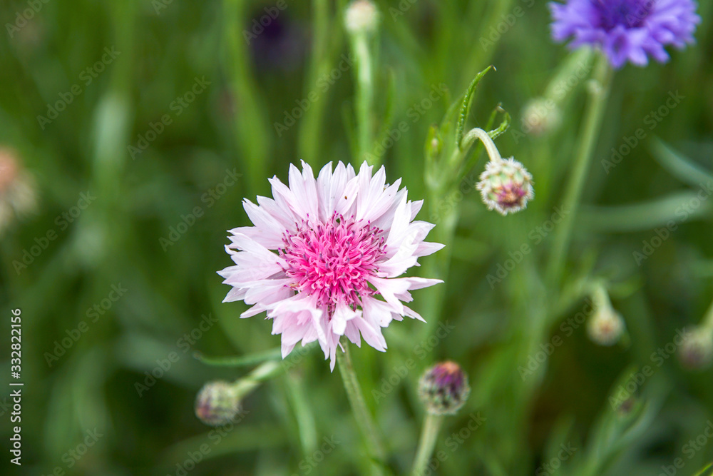 Obraz premium pink flower