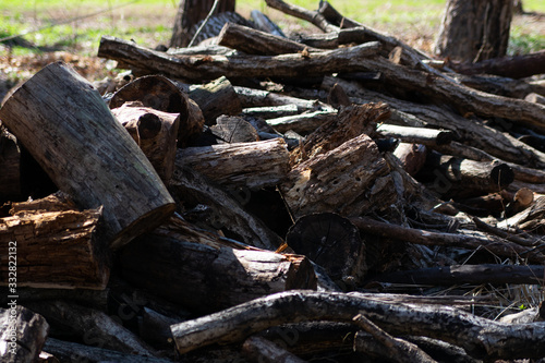 Wallpaper Mural 切り倒された木々 Torontodigital.ca