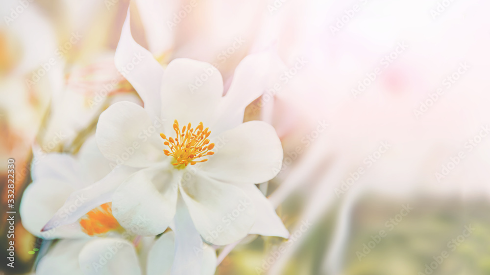 Close-up view of the white Aquilegia columbina flower. Selective focus, shallow depth of field. soft selective focus. Close-up view of the white Aquilegia columbina flower. Selective focus, shallow depth of field. soft selective focus.