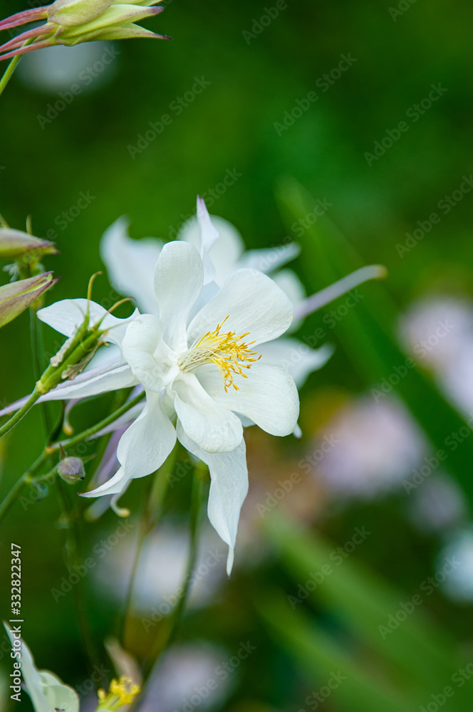 Close-up view of the white Aquilegia columbina flower. Selective focus, shallow depth of field. Close-up view of the white Aquilegia columbina flower. Selective focus, shallow depth of field.